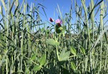 The Costs and Benefits of Growing a Cover Crop in an Annual Rotation in the Lower Sacramento Valley
