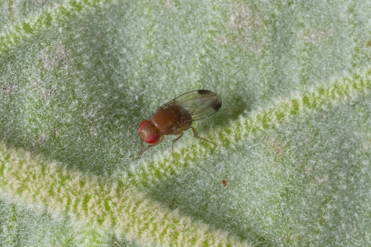 https://progressivecrop.com/wp-content/uploads/2023/05/1-1-1-spotted-wing-drosophila-adult-by-Larry-L.-Strand-courtesy-UC-Statewide-IPM-Program.jpg