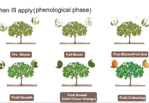 Using Plant Nutrition and Biostimulant Products to Continue Citrus Production in HLB-Infected Trees