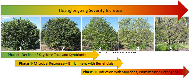 Aspergillus Vine Canker: An Overlooked Canker Disease of Grapevine in  California