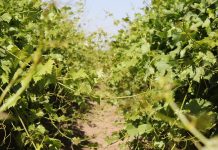 Mechanical Leaf Removal is More Effective than Regulated Deficit Irrigation to Improve Fruit Quality While Maintaining Yield