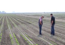 Soil pH Cannot Be Used to Predict or Estimate Plant Nutrient Availability