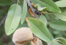 Carbon Footprint in Almond Orchards: A Reason to Care