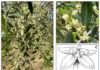 Pre-Bloom Foliar Boron Application on Olive May Improve Yield