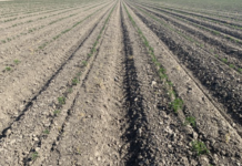 EarthMAX: Elevating Yield and Quality in California Tomato Farming with Sustainable Biostimulants