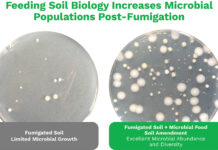 Soil Microbiome Post-Fumigation: Building Soil Microbe Populations Back Stronger