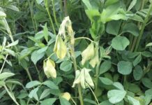 Investigating the Link Between Glyphosate Application, Cold Temperature and Bacterial Stem Blight in Alfalfa: Insights to Date