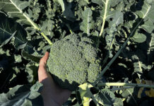 Optimizing Fertilizer Nitrogen Release in Organic Production: The Role of Soil Conditions