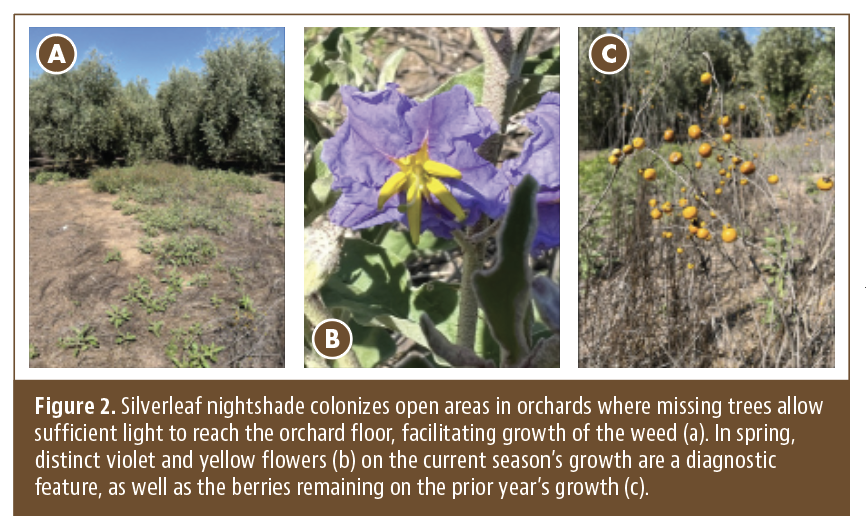 Silverleaf Nightshade: A Challenge in California Orchards - Progressive ...
