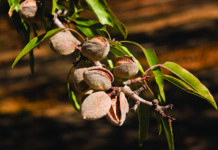 Plant Stress Defense and Management: How to Leverage Stress Response Mechanisms with Biostimulants