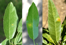 First Detection of Red Leaf Blotch: A New Disease of Almond in California