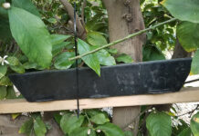 Developing an Effective Management Program for Roof Rats in Citrus