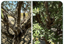 Crop Performance with Biostimulants