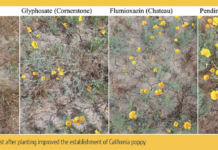 Success of Pollinator Habitat Establishment is Affected by Weed Management Decisions