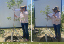 Are Nematodes a Problem in Pistachio?