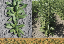 Finding New Insecticides for Use in California Safflower Supported by the IR-4 Program