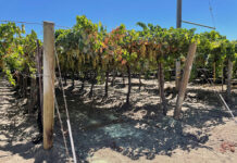 Effect of Heat on Grapevine Production and Fruit Quality
