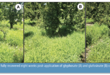 Improving Weed Management Programs in Pear Orchards