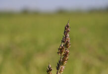 New Data Illustrates the Current State of Echinochloa spp. Herbicide Resistance in California Rice