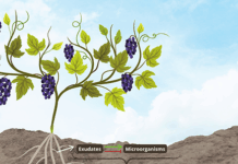 Understanding the Vineyard Microbiome and Soil Health