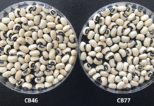 UC Works with Blackeye Growers to Improve Varieties for the California Industry