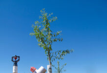 Sowing a Seedbed for Success: The Role of Business Planning for Crop Consultants