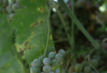 Incorporating Biofungicides in Fungicide Rotation for Powdery Mildew Control: Why, How and What to Consider