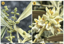 Table Olive Yields Benefit from a New Approach to the Age-Old Practice of Pruning