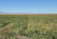 Biological Nitrogen Fixation: Can Bacteria Help Fertilize Our Crops?