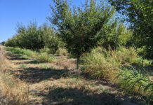 The Right Herbicide at the Right Time: Suppression of Established Johnsongrass Using Rimsulfuron