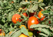 California Confirms Pesticide Residues on Produce Sold in the State Are Safe