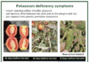 Management of Potassium in Processing Tomato