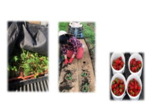 Comparative Analysis of Different Biodegradable Mulch Uses in Hillside Strawberry Production