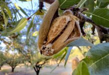 Staying Ahead of Carpophilus Beetle in California Tree Nut Orchards
