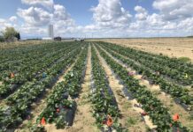 Insights from the Biologicals and Integrated Pest Management Surveys on the U.S. West Coast