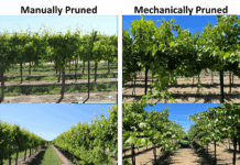 Spray Technology for Mechanized Pruning Vineyard Systems