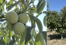2025 Field Day: Nematode Management in Walnut and Almond