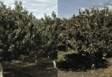 Natural Bridge to Higher Plant Metabolism: Unlocking the Power of Biostimulants