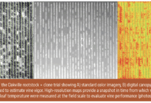 Rootstocks, Clones and Climate Shape Sustainable Vineyards as Oakville Station Trials Reveal New Insights