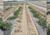 Seven-Year Review of Watermelon Grafting Research Programs to Advance Long-Term Sustainability of Watermelon Production in California