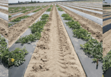 Seven-Year Review of Watermelon Grafting Research Programs to Advance Long-Term Sustainability of Watermelon Production in California