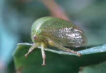 In-house diagnostic tool can identify red blotch virus in grapevines