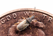 Cotton Seed Bug: An Emerging New Threat for California Cotton Growers