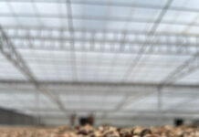 Unlocking the Potential of Neem in Crop Protection and Soil Health