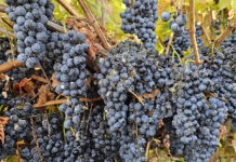 Late-season Cladosporium Rot in California Vineyards: What A Cool Year Revealed