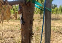 Irrigation Management Key to Preventing Phytophthora in Orchards Phytophthora infection causing of gumming on the trunk (Photos by Jaime Ott.)
