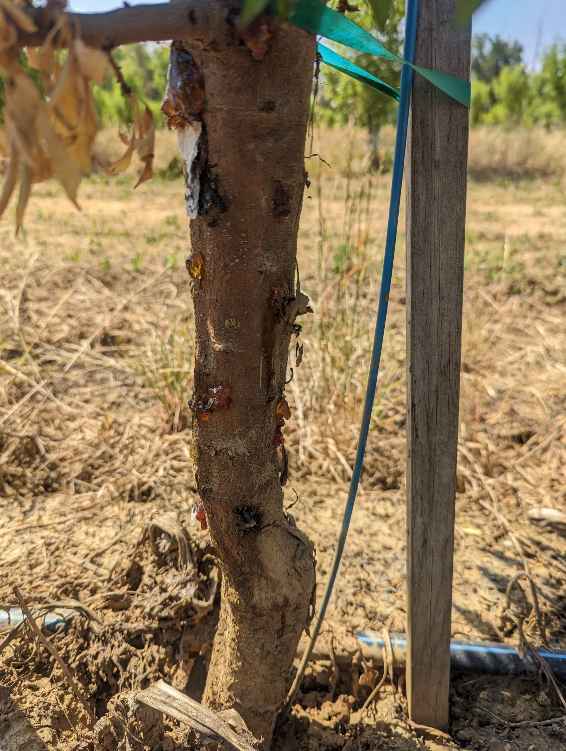 Phytophthora infection causing of gumming on the trunk (Photos by Jaime Ott.)