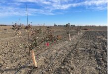 Nitrogen and Phosphorus Fertilization of Pistachios in the First Two Years