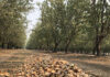 Reduced Fertilizer Application Rates Demonstrate Measurable Returns in California Almond Production