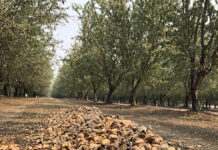 Reduced Fertilizer Application Rates Demonstrate Measurable Returns in California Almond Production